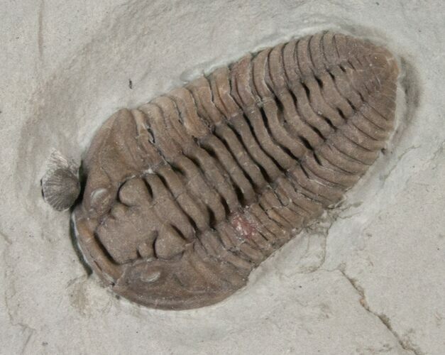 Large Flexicalymene Trilobite From Ohio #17267